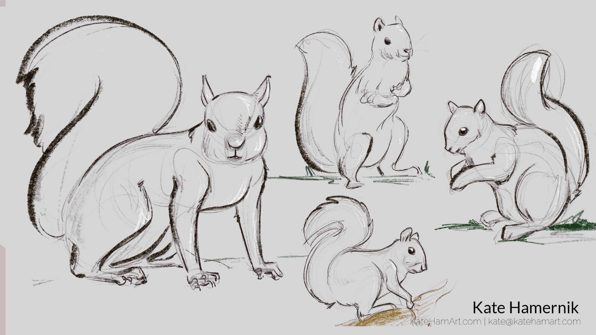 animal drawing portfolio squirrel