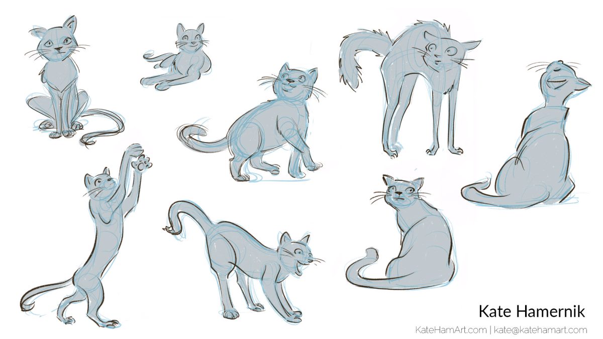 cat studies animal drawing