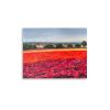 Carlsbad Flower Fields - Image 2