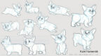 corgi sketches